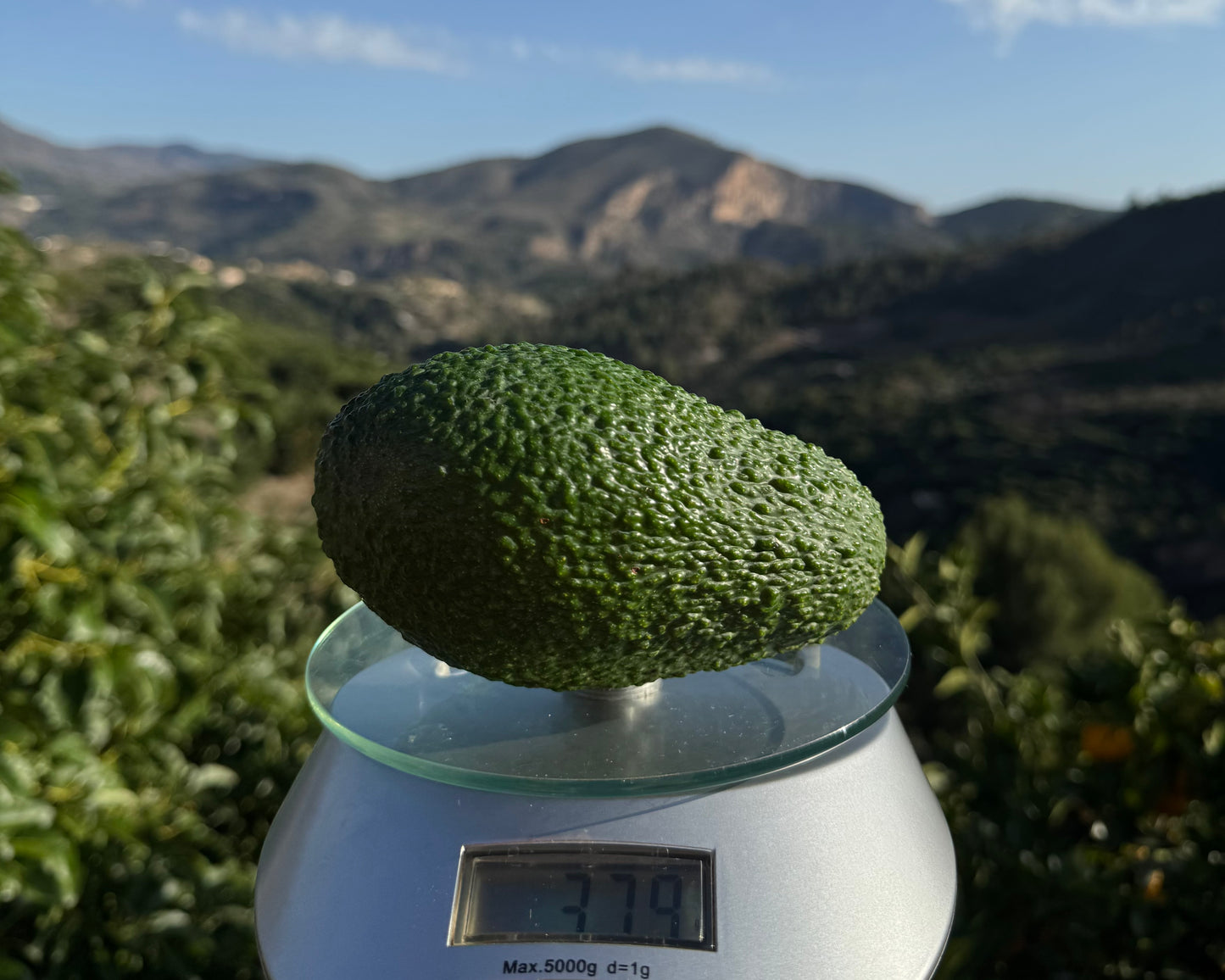 AGUACATE VEQUEZ HASS PREMIUM (CAJA 2KG)